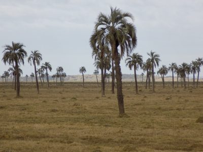 Butia odorata, photographed by Juan Manuel Barreneche