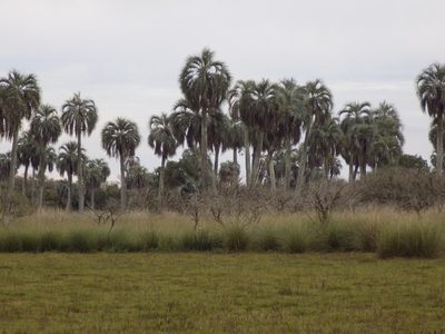 Butia odorata, photographed by Juan Manuel Barreneche