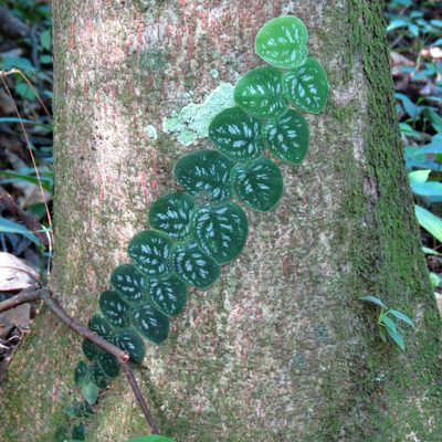 Monstera tuberculata, photographed by Katja Schulz