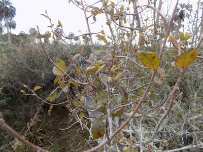 Guettarda uruguensis, photographed by Juan Manuel Barreneche