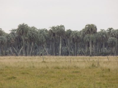 Butia odorata, photographed by Juan Manuel Barreneche