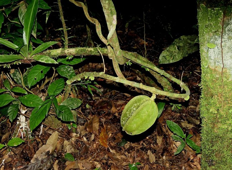 Adenocalymma calcareum, photographed by Sidnei Dantas