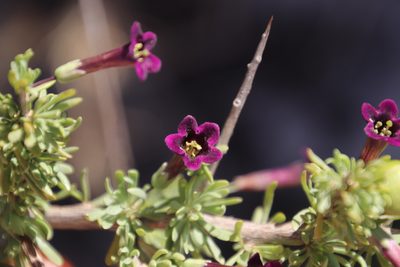 Lycium afrum, photographed by Tony Rebelo