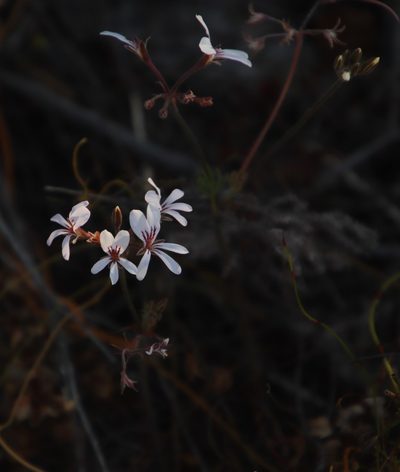 Pelargonium proliferum, photographed by Tony Rebelo