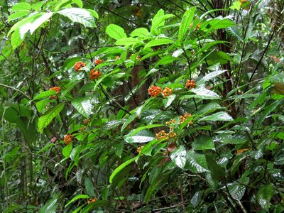 Palicourea racemosa, photographed by Katja Schulz