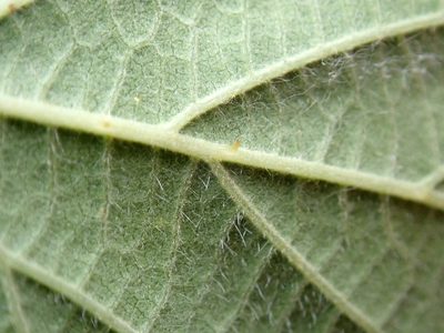 Rubus amplificatus, photographed by Peter de Lange