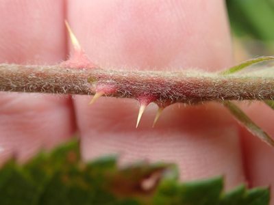 Rubus amplificatus, photographed by Peter de Lange