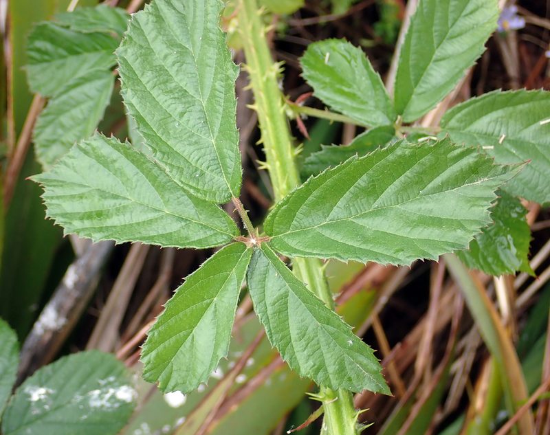 Rubus amplificatus, photographed by Peter de Lange