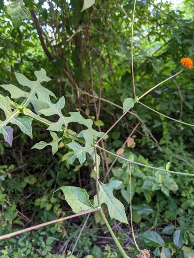 Verbesina lottiana, photographed by José Garrido