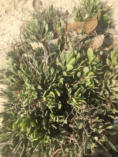 Limonium axillare, photographed by Carrie Seltzer