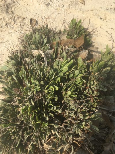 Limonium axillare, photographed by Carrie Seltzer