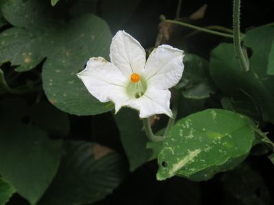 Polyclathra cucumerina, photographed by jmmaes