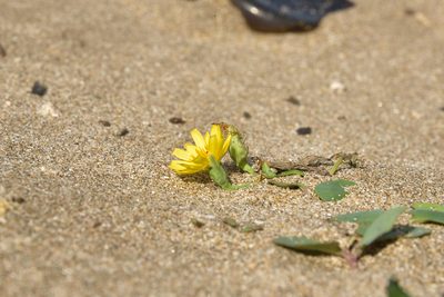 Ixeris repens, photographed by 國立臺灣博物館