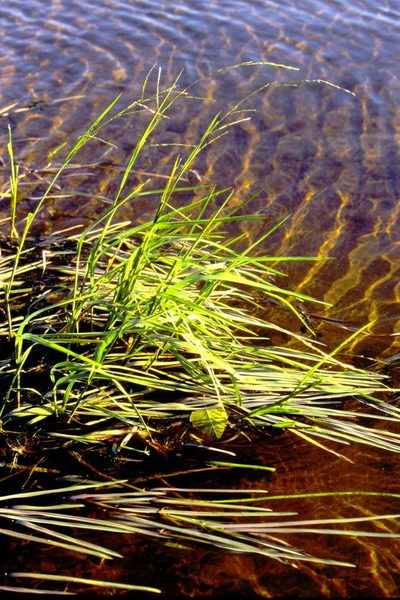 Glyceria borealis, photographed by Allan Harris