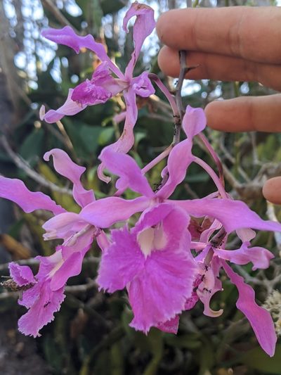 Myrmecophila galeottiana, photographed by José Garrido