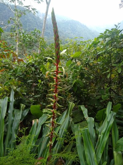 Pitcairnia maidifolia, photographed by Fernanda Del Pino