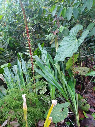 Pitcairnia maidifolia, photographed by Fernanda Del Pino