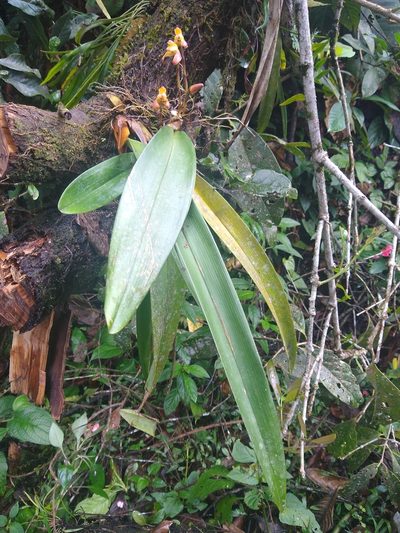 Maxillaria porrecta, photographed by Fernanda Del Pino