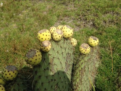 Opuntia huajuapensis, photographed by Tereso Hernández Morales