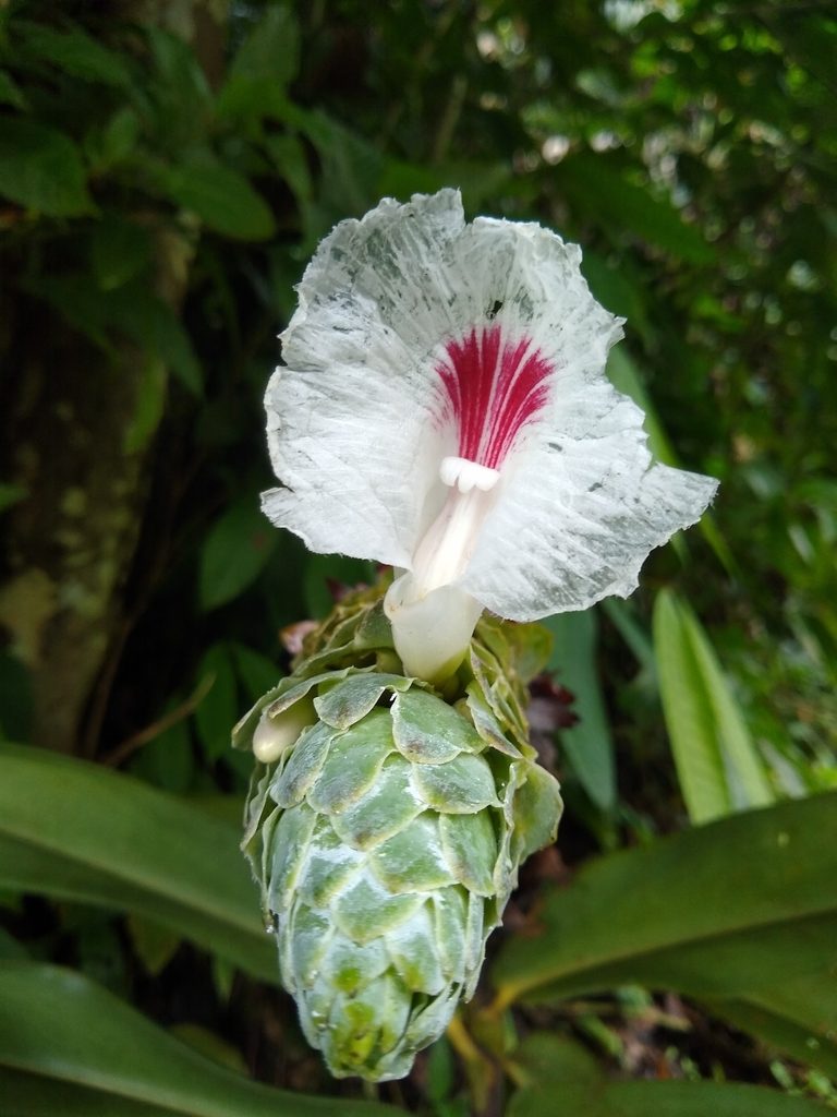 Dimerocostus cryptocalyx, photographed by Fernanda Del Pino