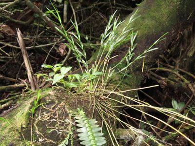 Isochilus linearis, photographed by Diogo Luiz