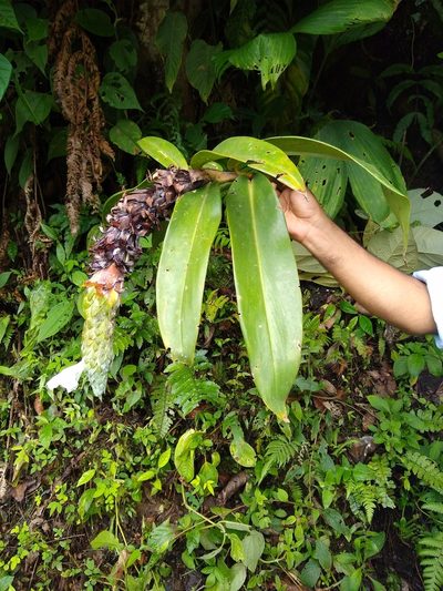 Dimerocostus cryptocalyx, photographed by Fernanda Del Pino