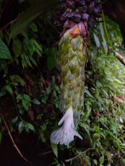 Dimerocostus cryptocalyx, photographed by Fernanda Del Pino