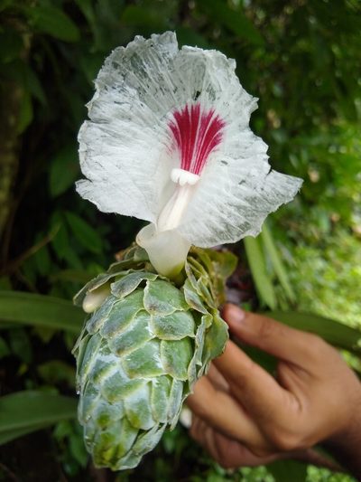 Dimerocostus cryptocalyx, photographed by Fernanda Del Pino