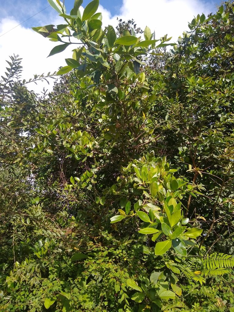 Clusia hydrogera, photographed by Fernanda Del Pino