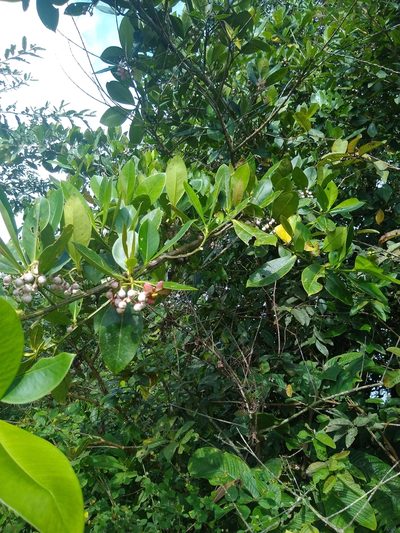 Clusia hydrogera, photographed by Fernanda Del Pino