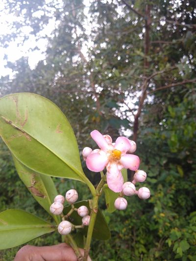 Clusia hydrogera, photographed by Fernanda Del Pino