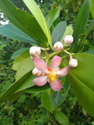 Clusia hydrogera, photographed by Fernanda Del Pino