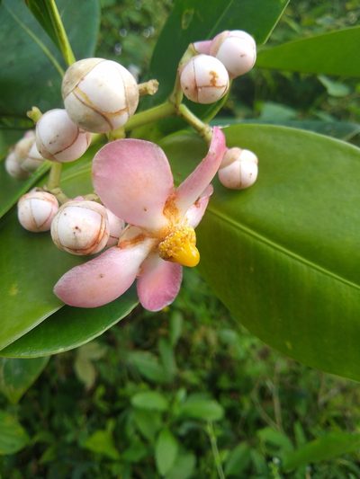 Clusia hydrogera, photographed by Fernanda Del Pino