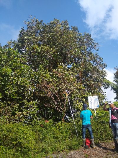 Alzatea verticillata, photographed by Fernanda Del Pino