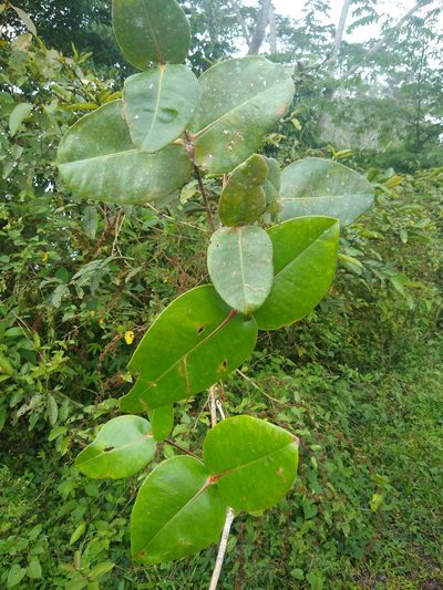 Alzatea verticillata, photographed by Fernanda Del Pino