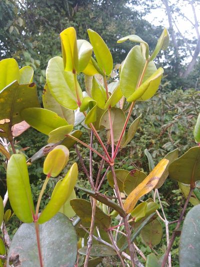 Alzatea verticillata, photographed by Fernanda Del Pino