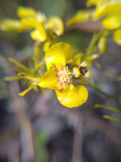 Oncidium abortivum, photographed by Fernanda Del Pino