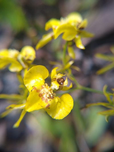Oncidium abortivum, photographed by Fernanda Del Pino