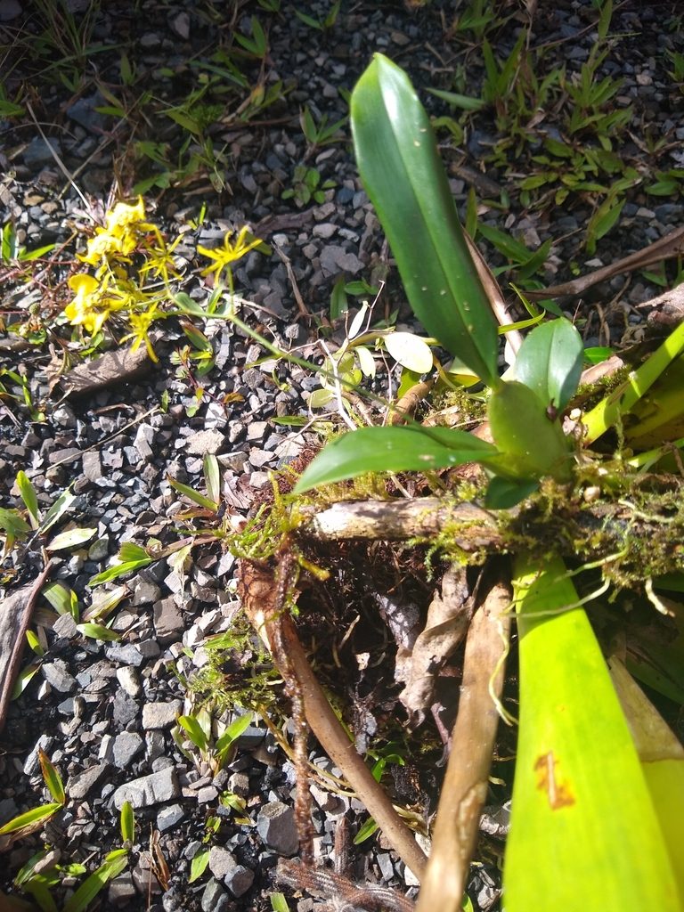 Oncidium abortivum, photographed by Fernanda Del Pino
