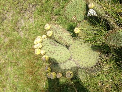 Opuntia huajuapensis, photographed by Tereso Hernández Morales