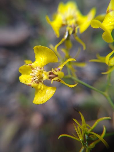 Oncidium abortivum, photographed by Fernanda Del Pino