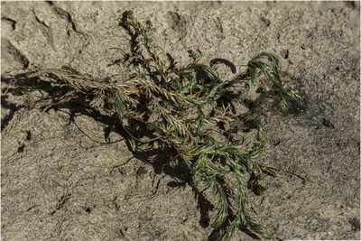 Selaginella underwoodii, photographed by Craig Martin