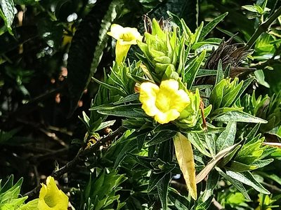 Strobilanthes crispa, photographed by Ong Jyh Seng