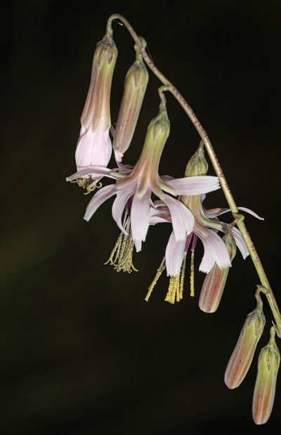 Nabalus autumnalis, photographed by Judy Gallagher
