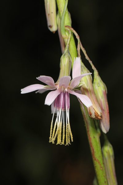 Nabalus autumnalis, photographed by Judy Gallagher