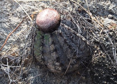 Melocactus peruvianus, photographed by John G. Phillips