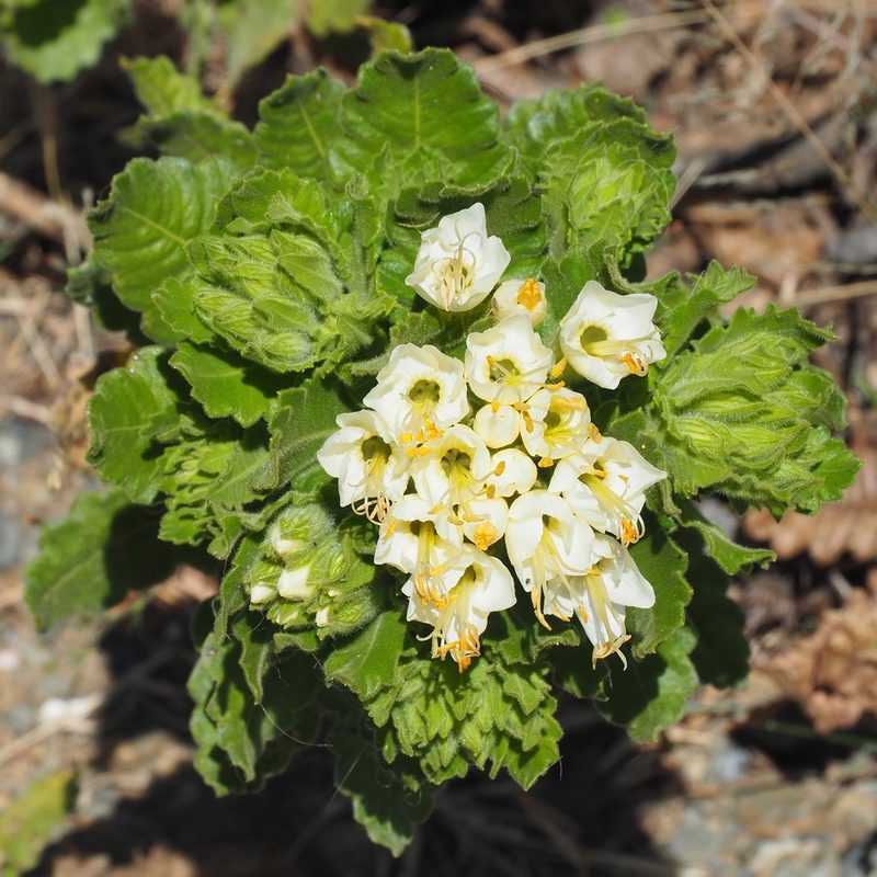 Cantua quercifolia, photographed by John G. Phillips