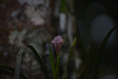 Maxillaria egertoniana, photographed by DANIEL ALEJANDRO CHICA BOTERO