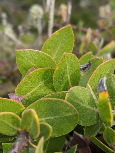 Arctostaphylos cruzensis, photographed by Alex Heyman