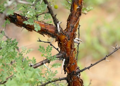 Vachellia exuvialis, photographed by Wynand Uys